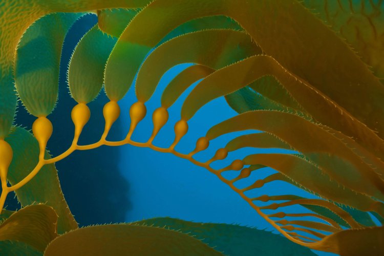 Ламинария биоферментированная  